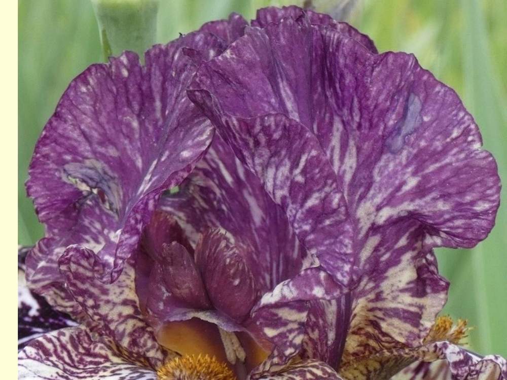 pétale de iridaceae iris barbu cv. 'peggy anne'