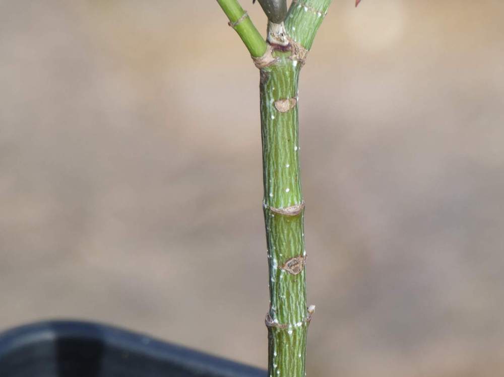 écorce de aceraceae acer palmatum ssp. matsumurae gr. dissectum cv. 'pendulum julian'