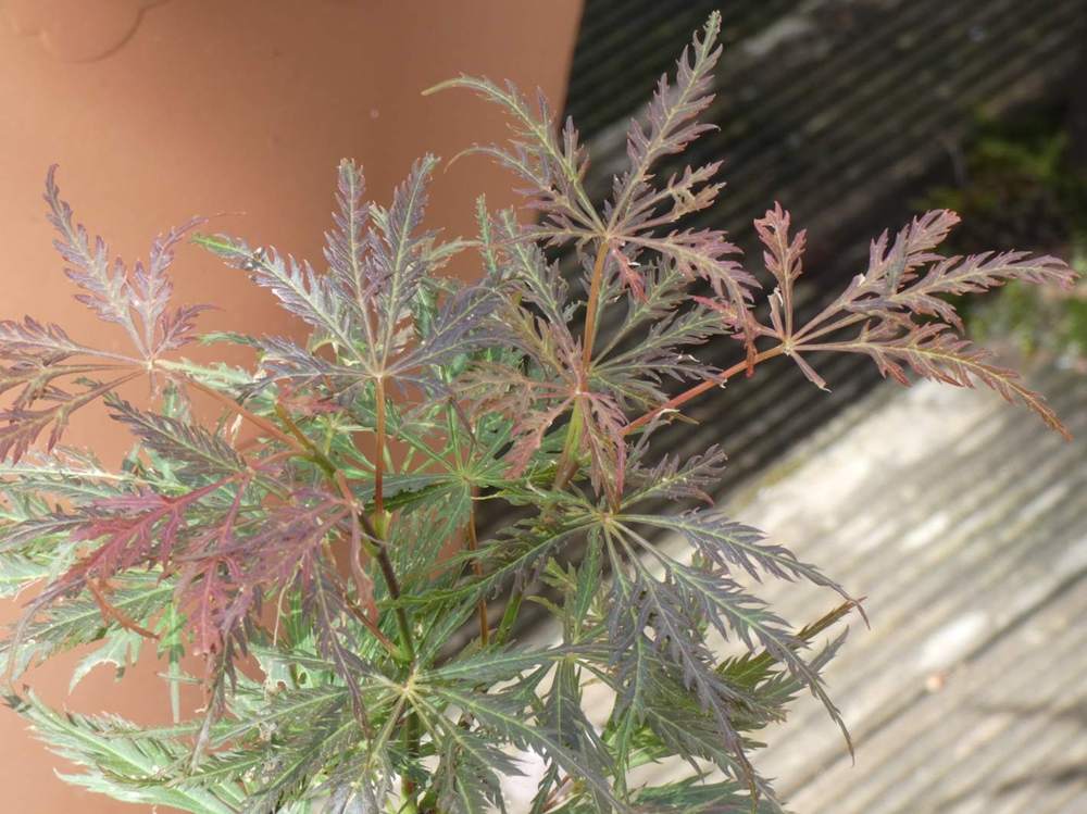 printemps de aceraceae acer palmatum ssp. matsumurae gr. dissectum cv. 'pendulum julian'