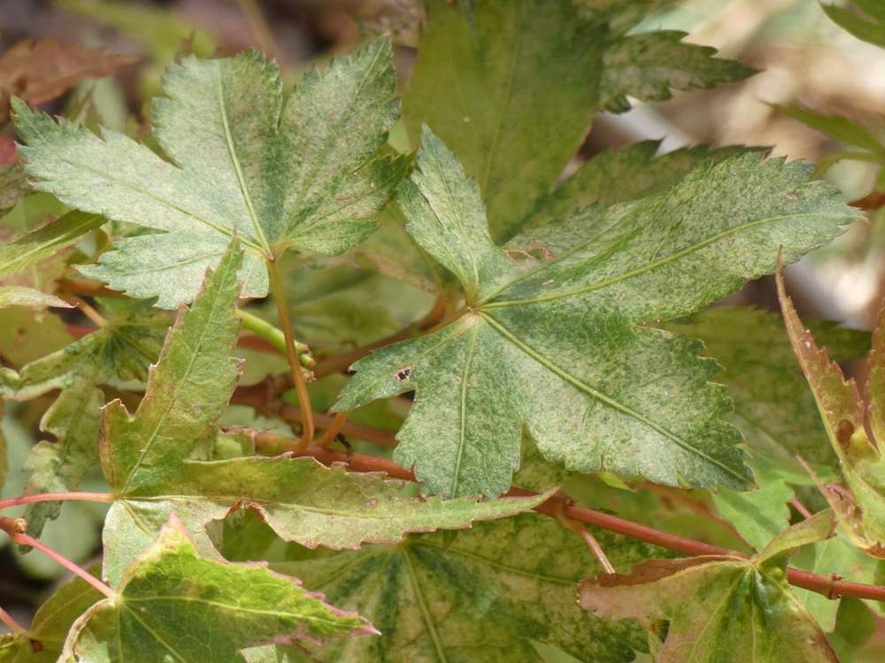 été de aceraceae acer palmatum cv. 'peve limbo'