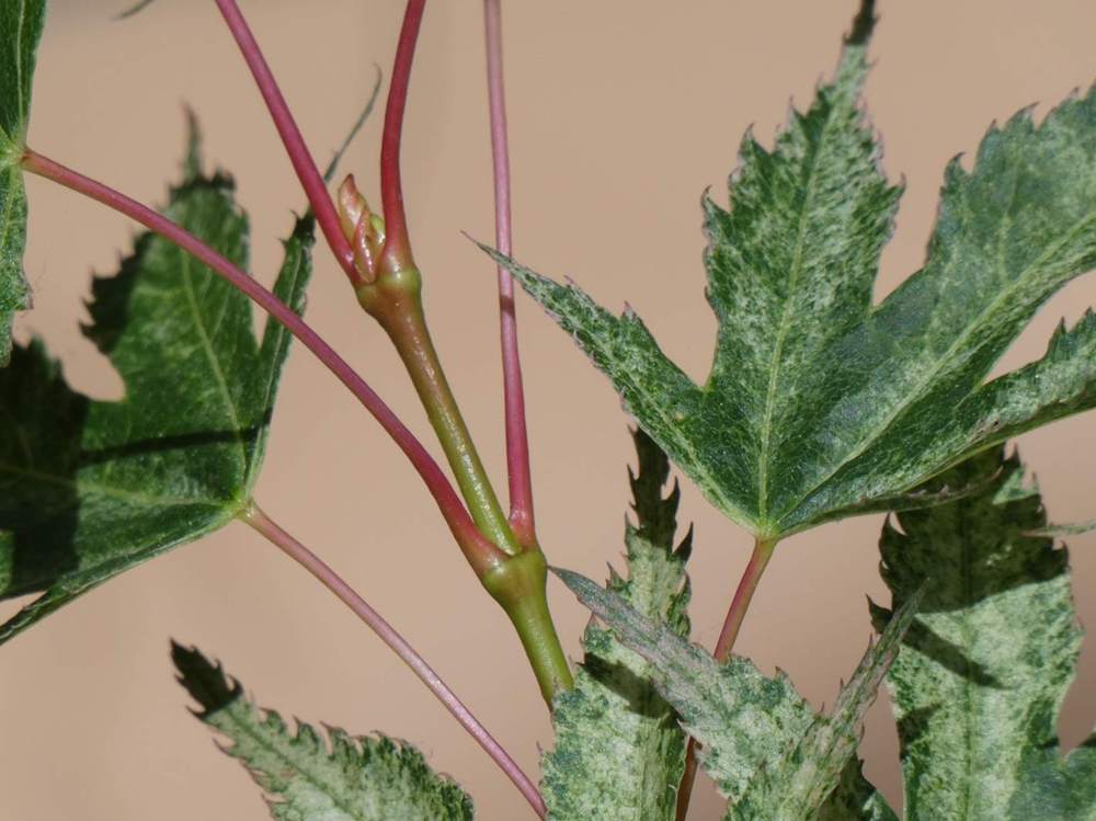 jeune bois de aceraceae acer palmatum cv. 'peve limbo'