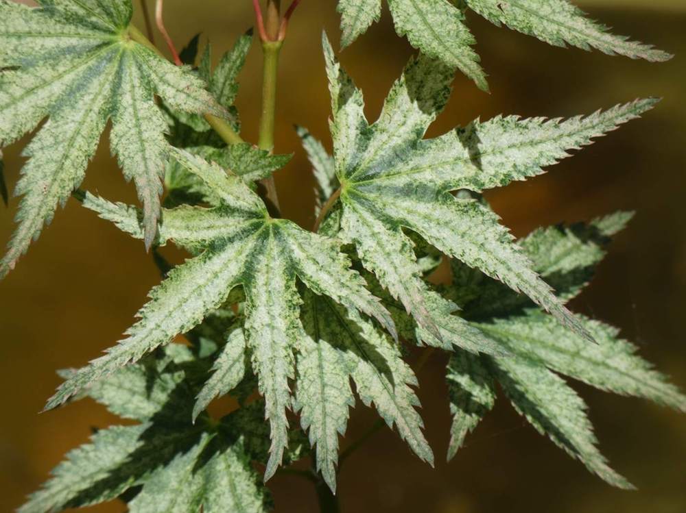 printemps de aceraceae acer palmatum cv. 'peve limbo'