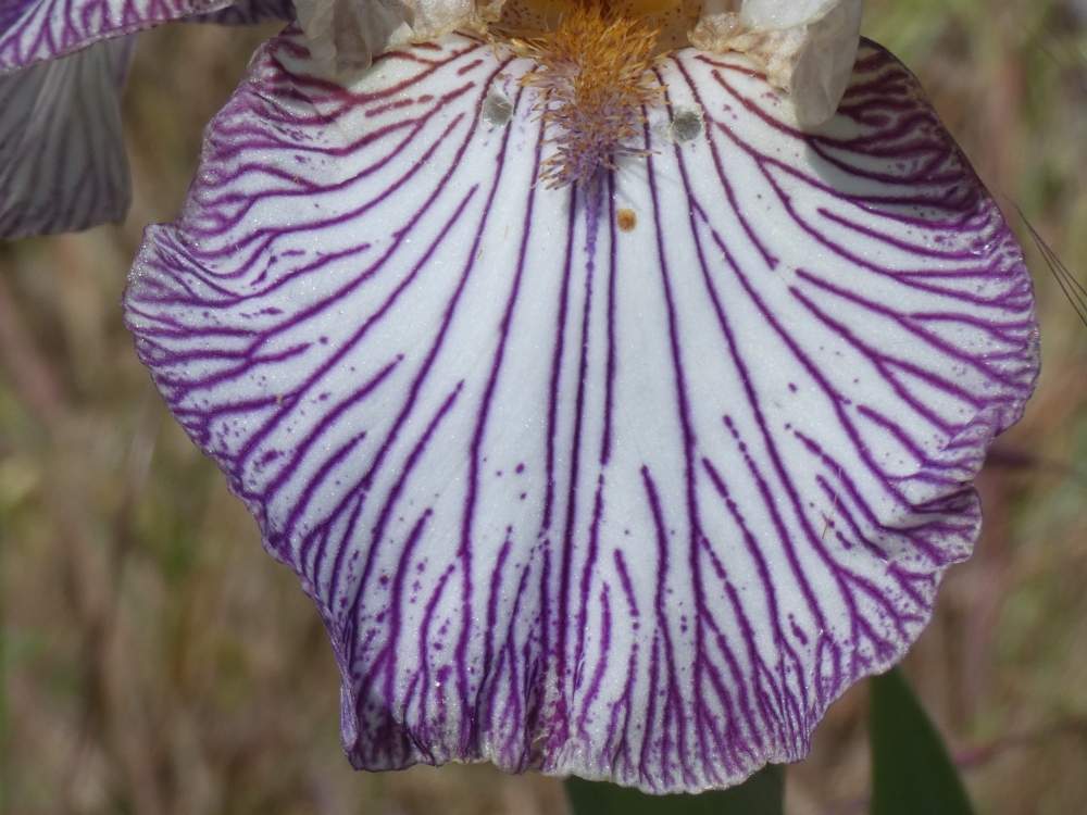 sépale de iridaceae iris barbu cv. 'piccadilly circus'