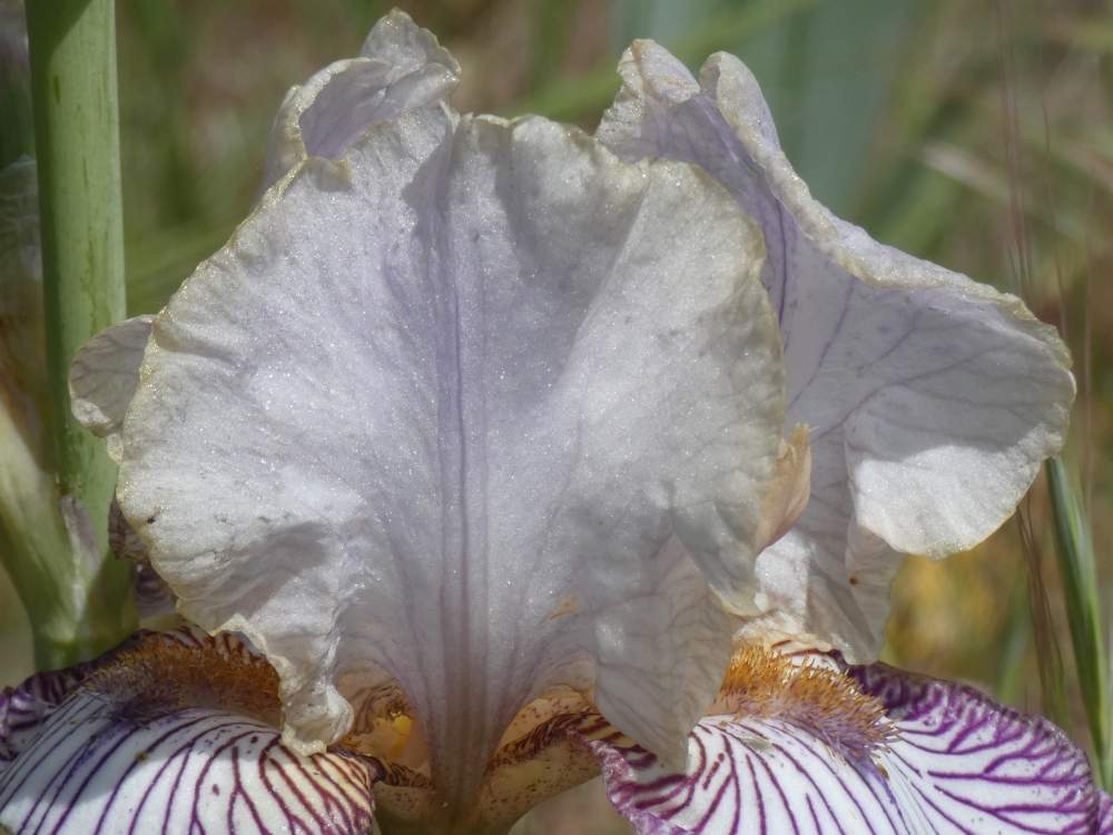 pétale de iridaceae iris barbu cv. 'piccadilly circus'