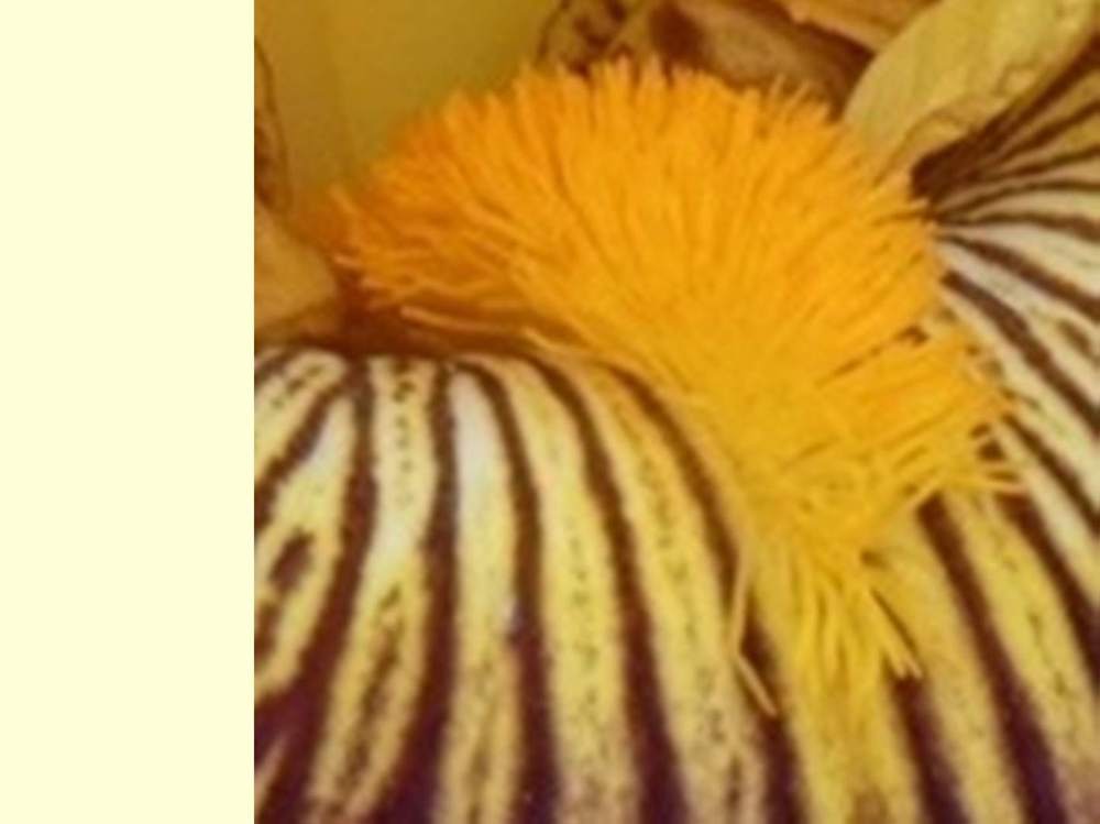 barbe de iridaceae iris barbu cv. 'pirate ahoy'