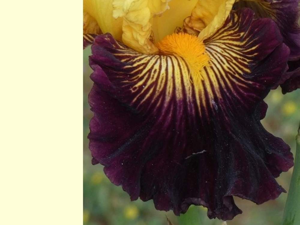 sépale de iridaceae iris barbu cv. 'pirate ahoy'