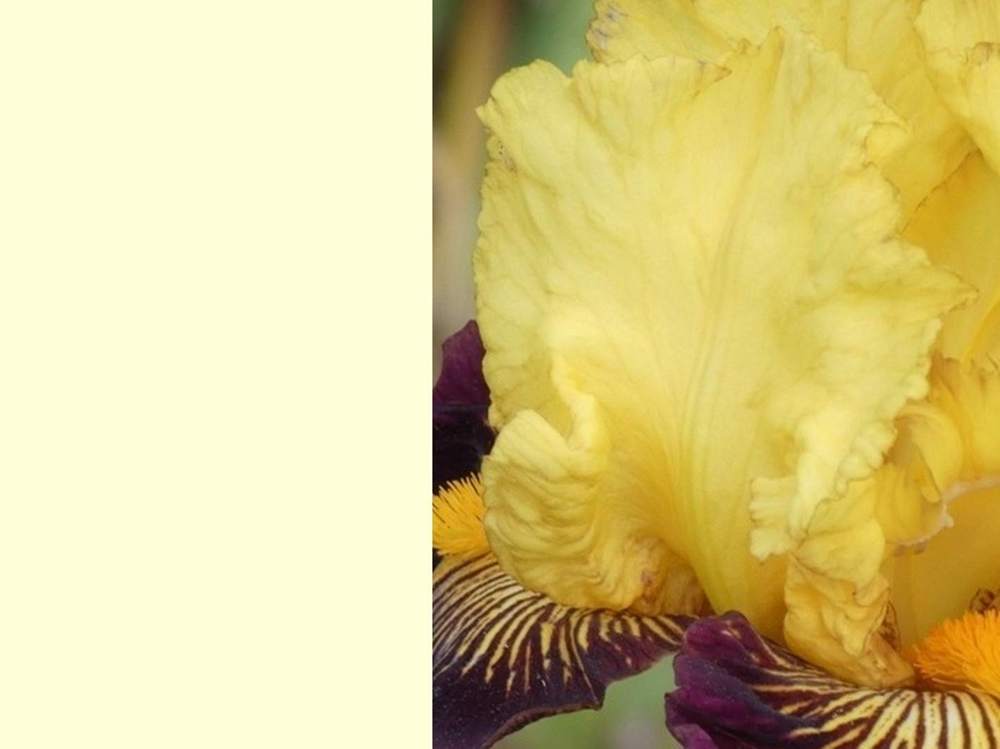 pétale de iridaceae iris barbu cv. 'pirate ahoy'