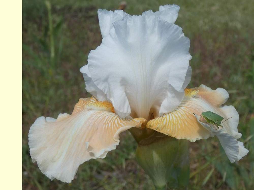 iridaceae iris barbu cv. 'polished peach'