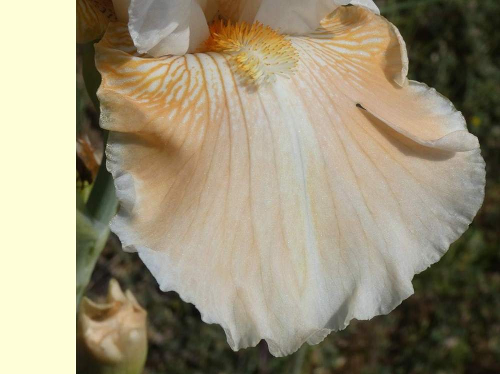 sépale de iridaceae iris barbu cv. 'polished peach'