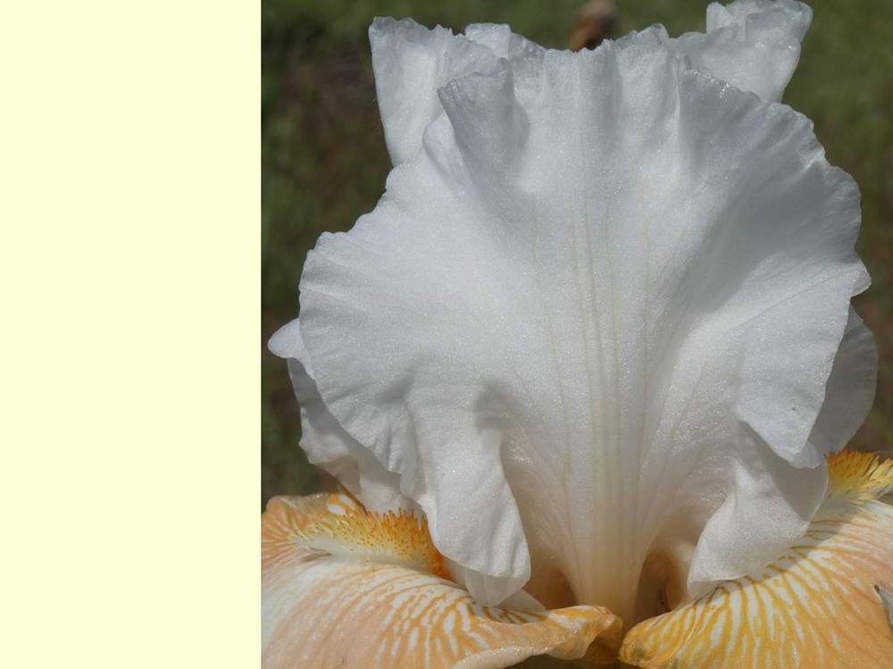 pétale de iridaceae iris barbu cv. 'polished peach'