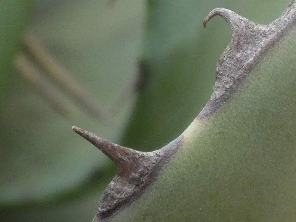 dent de agavaceae agave potatorum