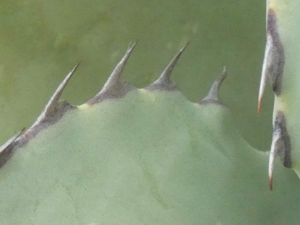 marge de agavaceae agave potatorum