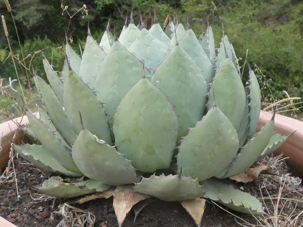 Agavaceae Agave potatorum type