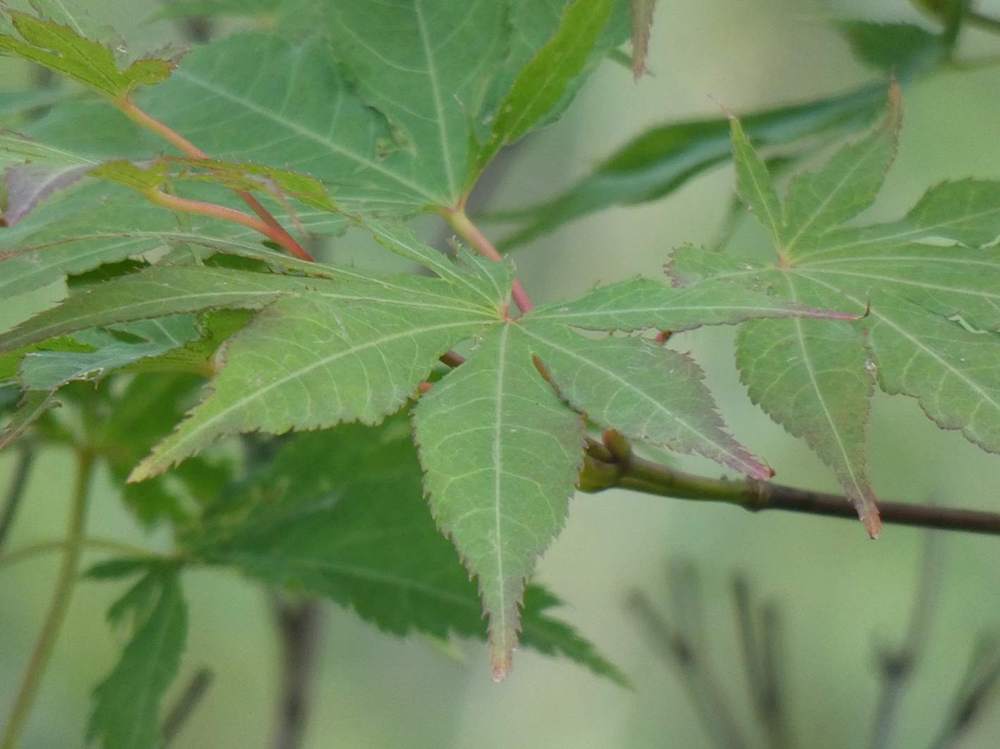 été de aceraceae acer palmatum ssp. matsumurae cv. 'present of birthday'