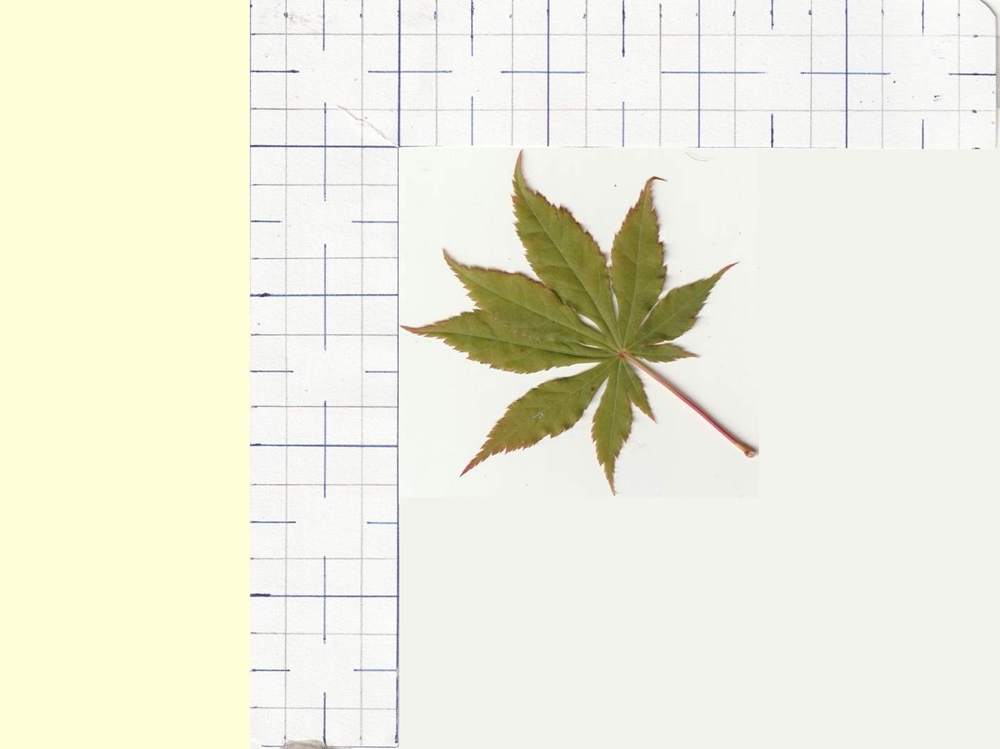 Aceraceae Acer palmatum ssp. matsumurae cv. 'present of birthday'