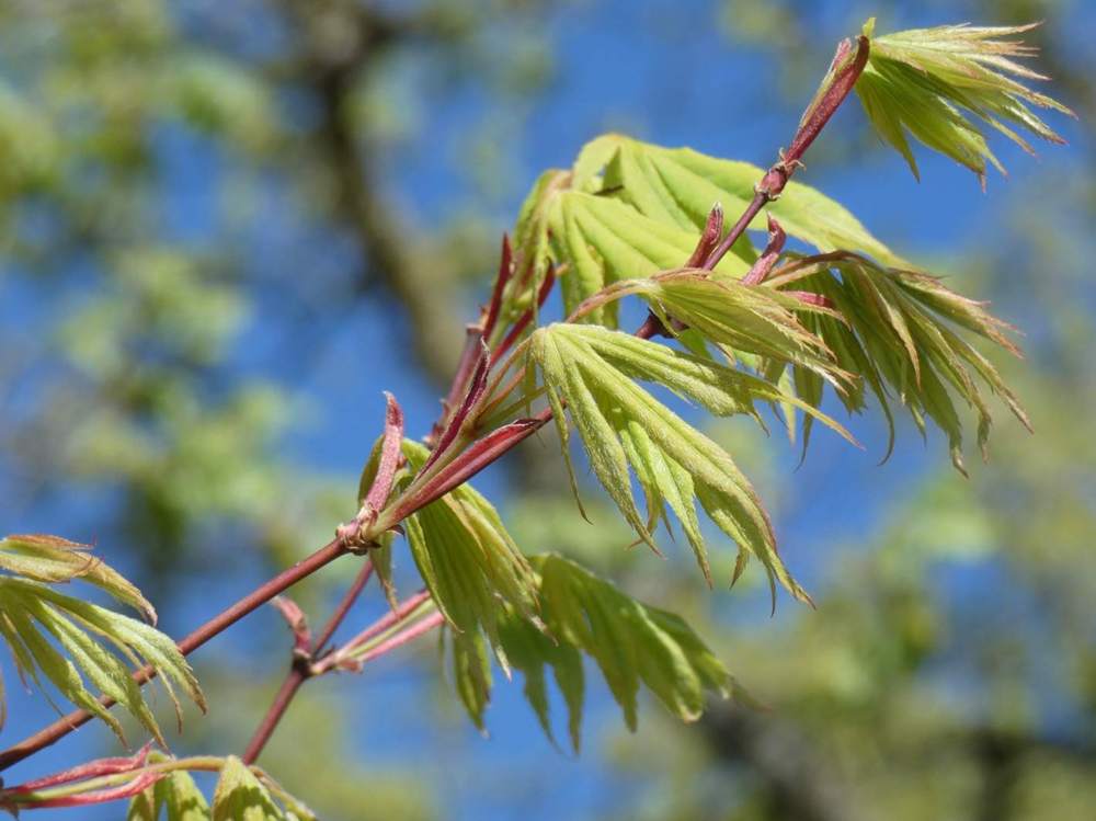 jeune bois de aceraceae acer palmatum ssp. matsumurae cv. 'present of birthday'
