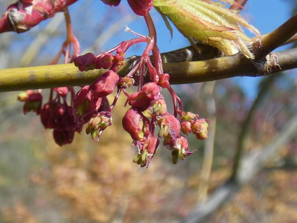 fleur de aceraceae acer palmatum ssp. matsumurae cv. 'present of birthday'