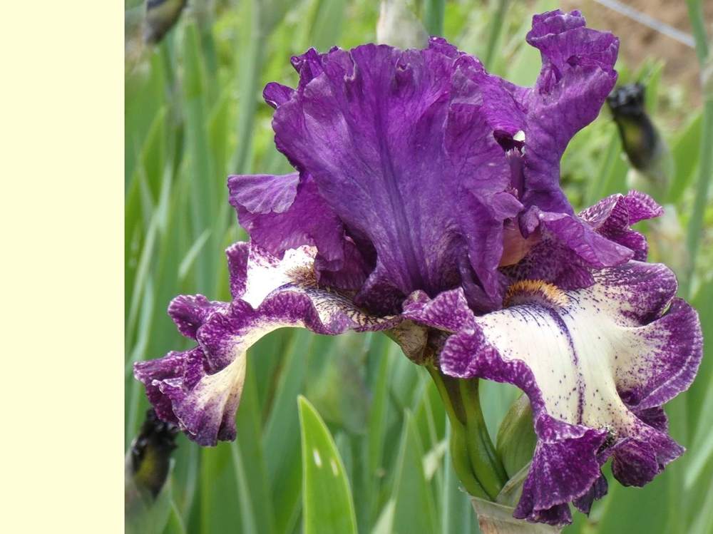 iridaceae iris barbu cv. 'pretty edgy'