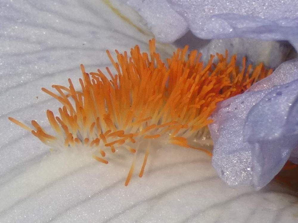 barbe de iridaceae iris barbu cv. 'princesse caroline de monaco'