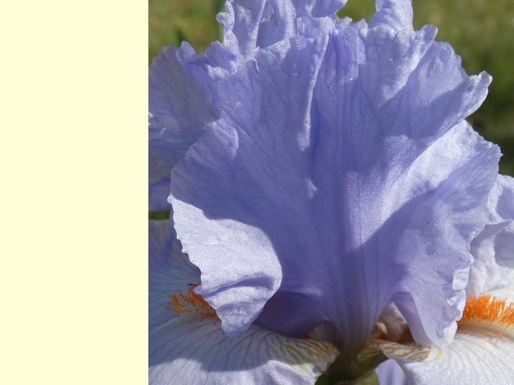 pétale de iridaceae iris barbu cv. 'princesse caroline de monaco'