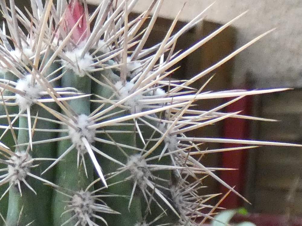 aréole-aiguillon de cactaceae pachycereus pringlei