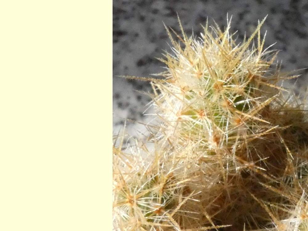 aréole-aiguillon de cactaceae mammillaria prolifera