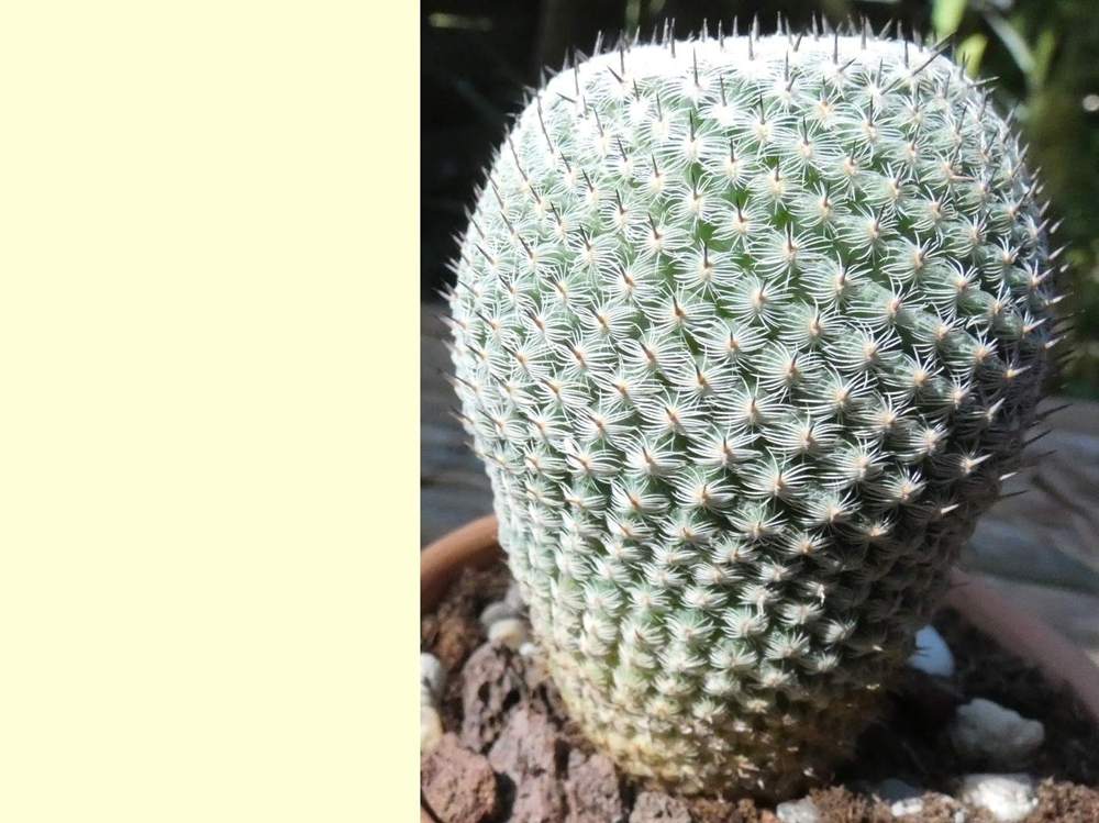 Cactaceae Mammillaria pseudoperbella