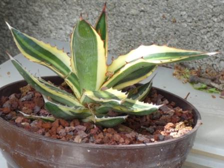 Agave lophanta 'Quadricolor'