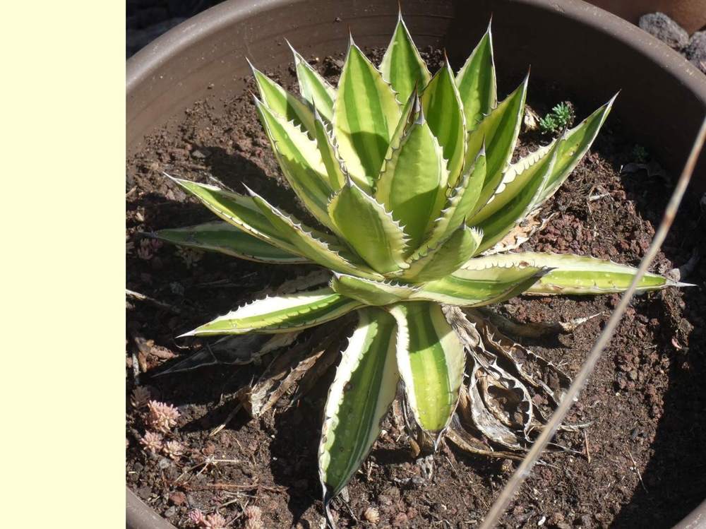 Agavaceae Agave lophanta cv. 'quadricolor'
