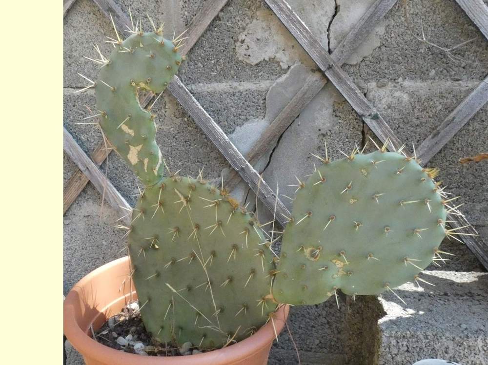 Cactaceae opuntia engelmannii f. rastrera