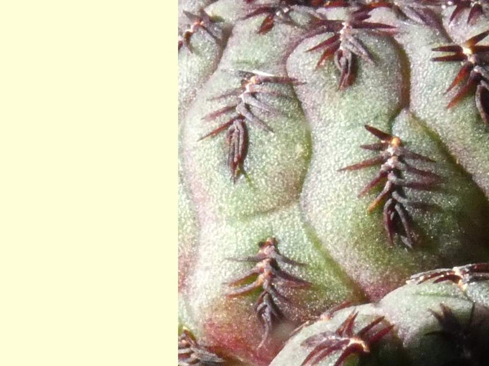 aréole-aiguillon de cactaceae weingartia rauschii