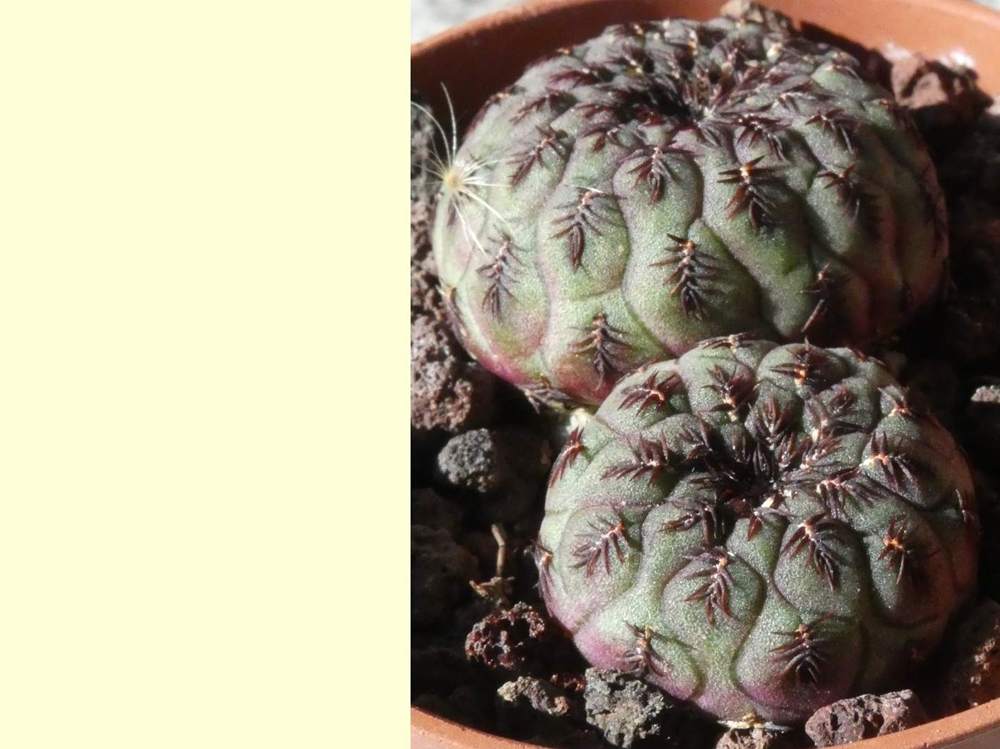 Cactaceae Weingartia rauschii