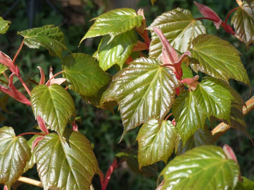 printemps de aceraceae acer x conspicuum cv. 'Red Flamingo'