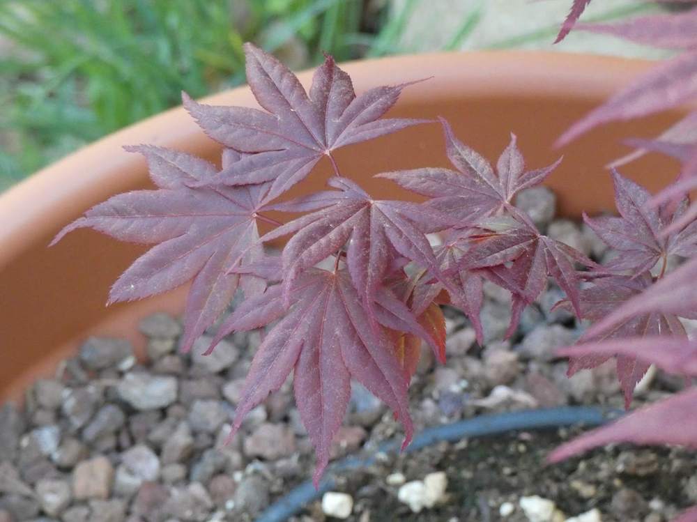 printemps de aceraceae acer palmatum ssp. amoenum cv. 'red flash'