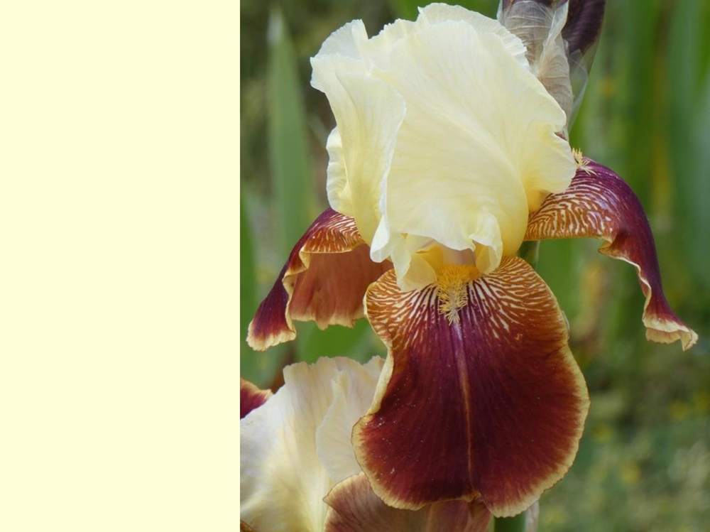 iridaceae iris barbu cv. 'repartee'