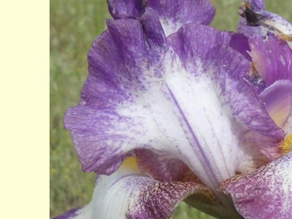 pétale de iridaceae iris barbu cv. 'rippling rose'