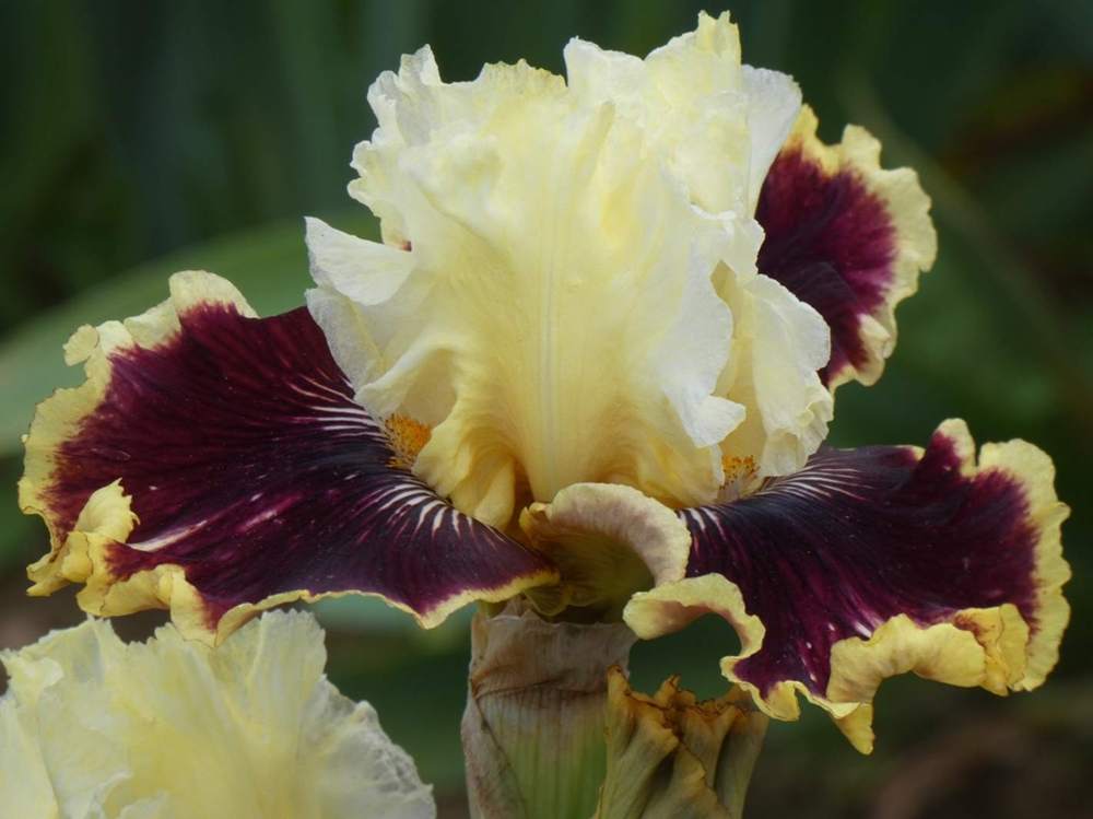 iridaceae iris barbu cv. 'rogue trader'