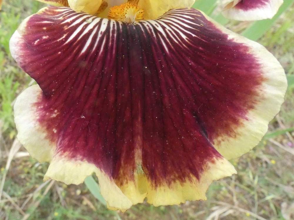 sépale de iridaceae iris barbu cv. 'rogue trader'