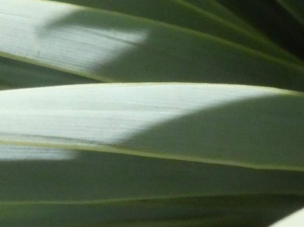 marge de agavaceae yucca rostrata