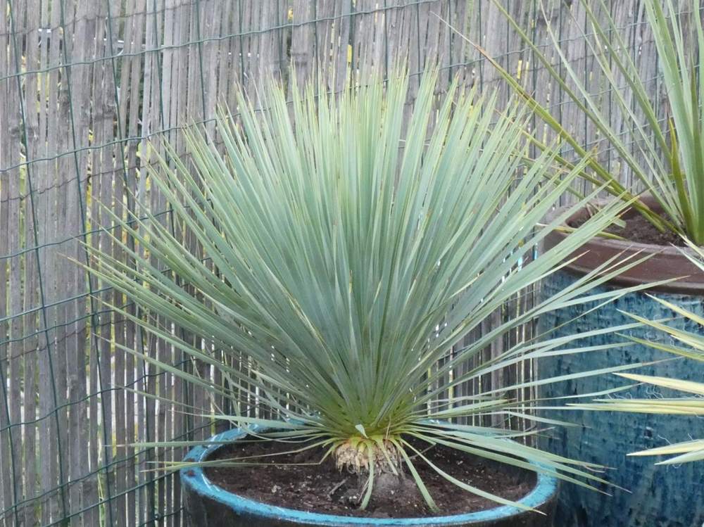 Agavaceae yucca rostrata