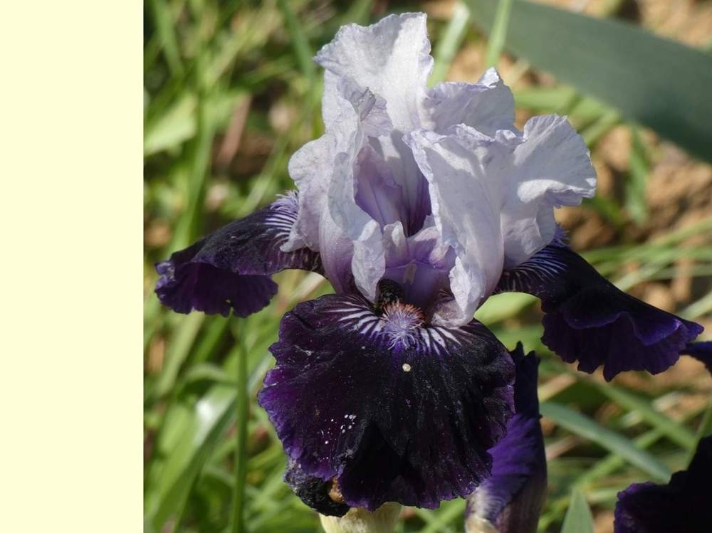 iridaceae iris barbu cv. 'royalaz'