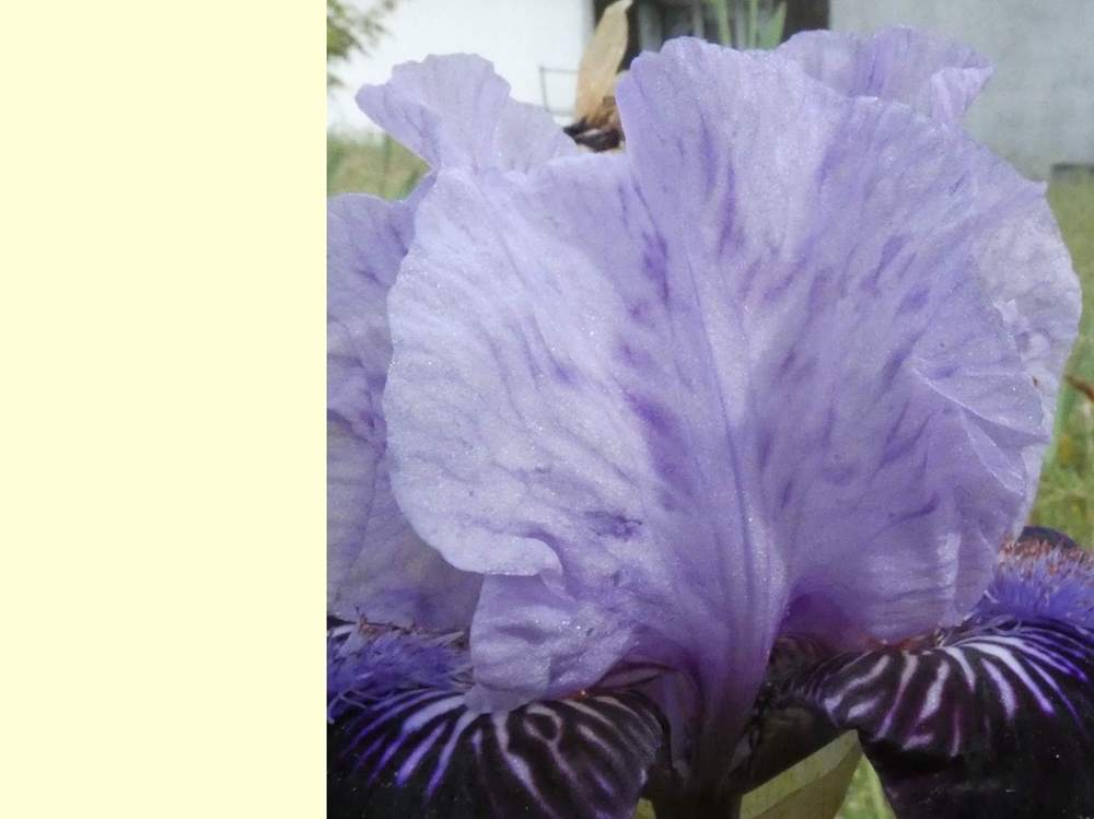 pétale de iridaceae iris barbu cv. 'royalaz'