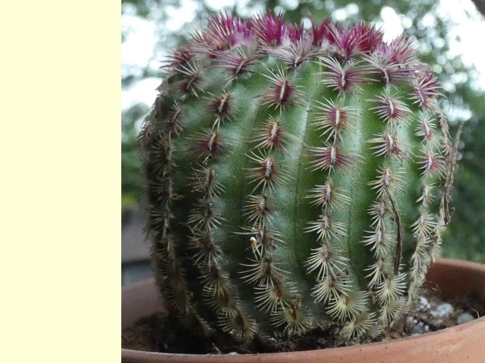 aréole-aiguillon de cactaceae echinocereus rigidissimus ssp. rubispinus