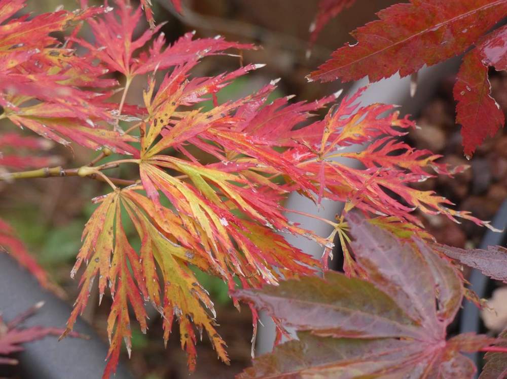 automne de aceraceae acer palmatum ssp. matsumurae gr. dissectum cv. 'rubrifolium'