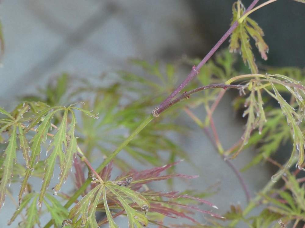 jeune bois de aceraceae acer palmatum ssp. matsumurae gr. dissectum cv. 'rubrifolium'
