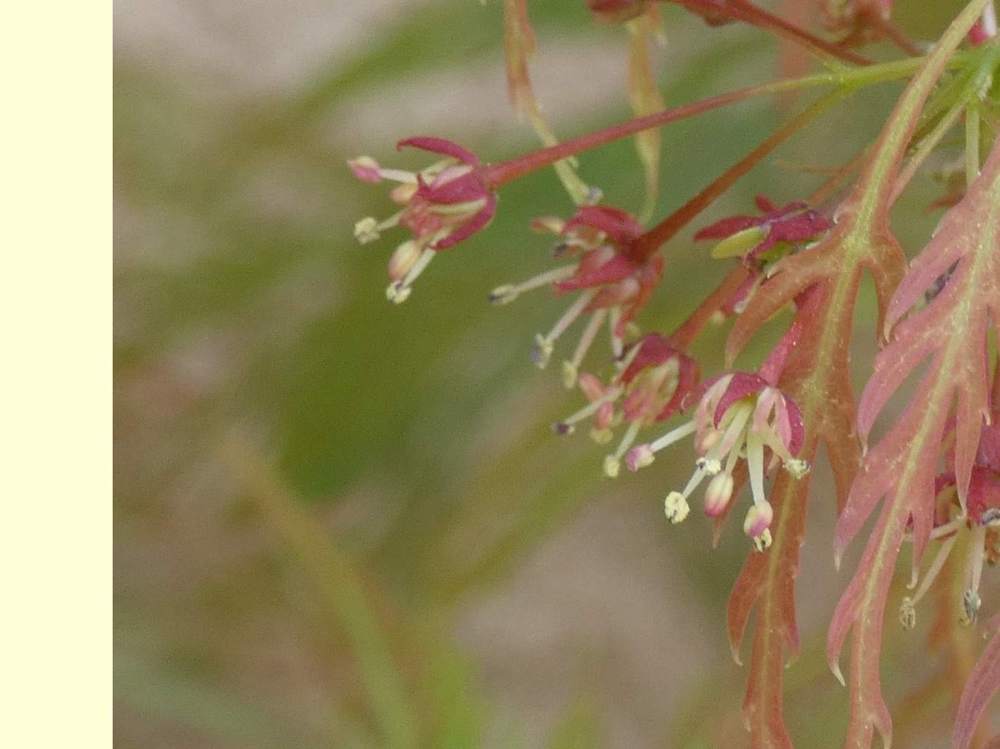 fleur de aceraceae acer palmatum ssp. matsumurae gr. dissectum cv. 'rubrifolium'