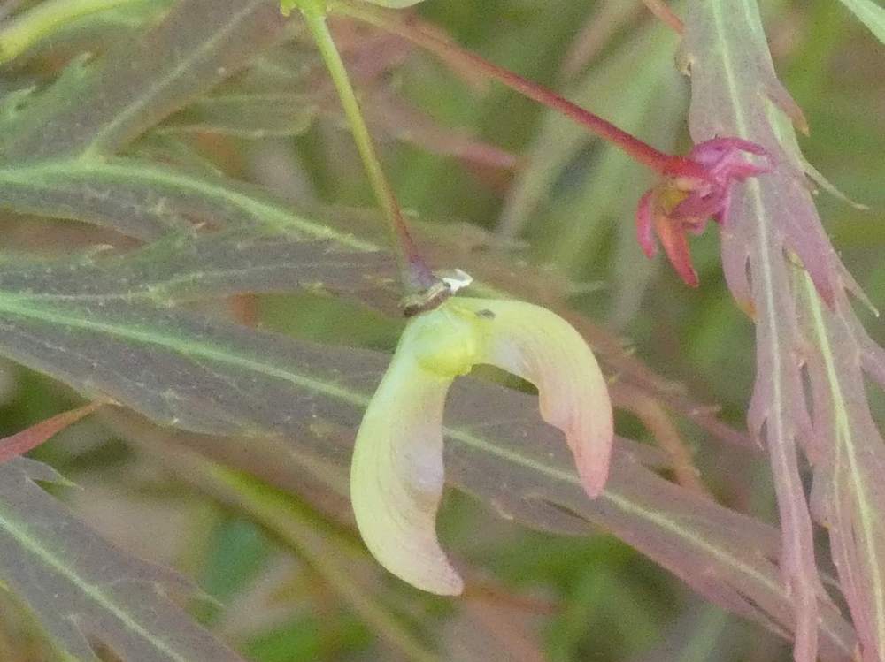 samare de aceraceae acer palmatum ssp. matsumurae gr. dissectum cv. 'rubrifolium'