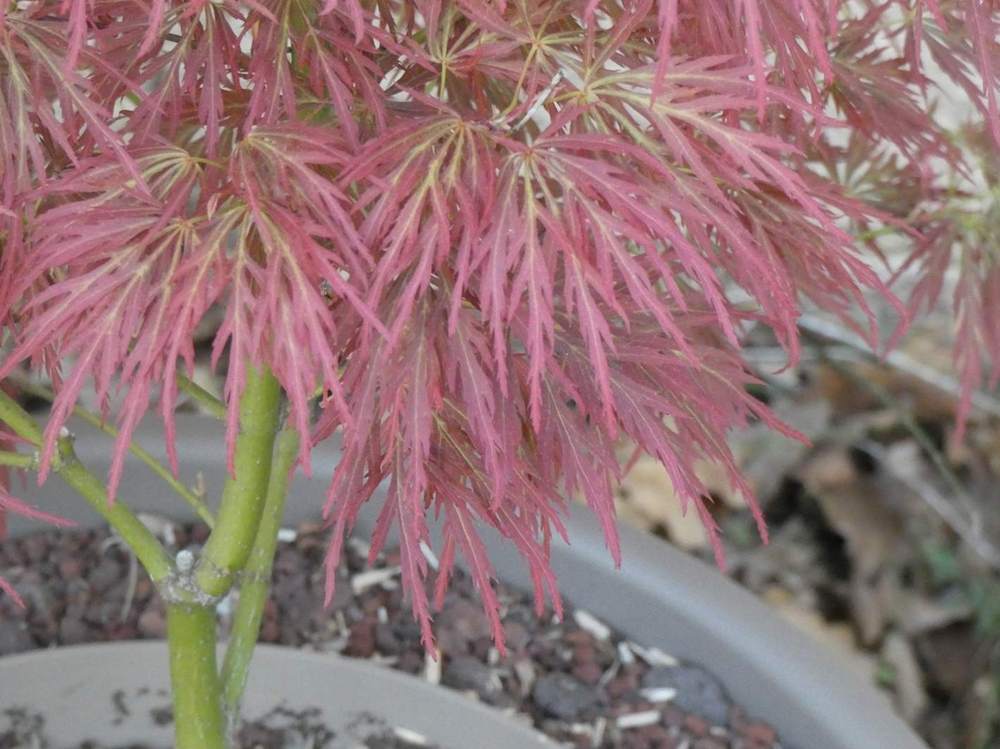 printemps de aceraceae acer palmatum ssp. matsumurae gr. dissectum cv. 'rubrifolium'