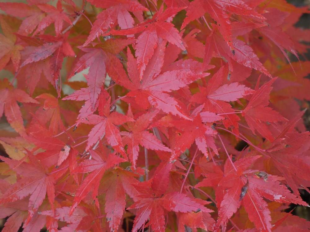 automne de aceraceae acer palmatum cv. 'ryu sei'