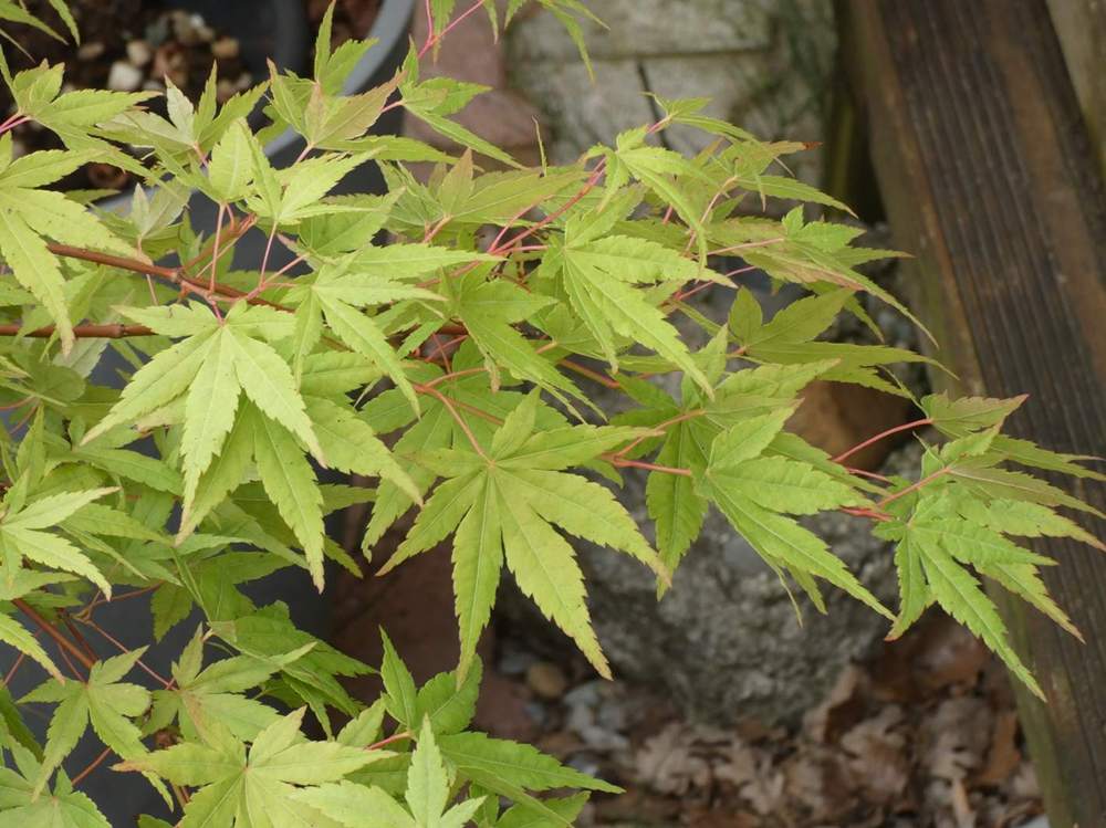 été de aceraceae acer palmatum cv. 'ryu sei'